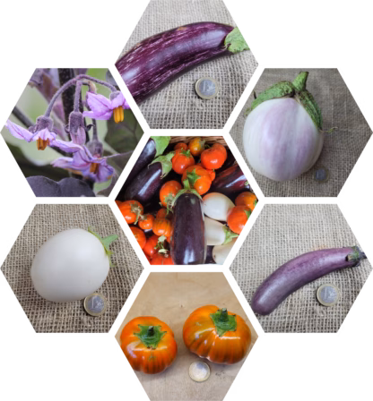 Bio-Auberginen-Pflanzen-Paket