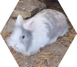 Tier-Patenschaft für Zwerg-Kaninchen: Fluffy