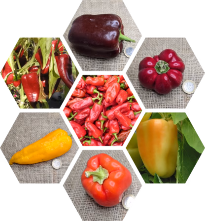 Bio-Paprika-Pflanzen Paket
