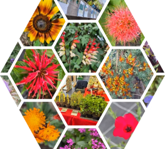 Liste Bio-Heil-, Wild- & Gewürzkräuter, Basilikum, Stauden, Blumen, Minzen & Fruchtgemüse