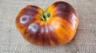 Alices Traum Bio-Saatgut