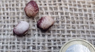 Stangenbohne ’Amish Gnuddle’ Bio-Saatgut