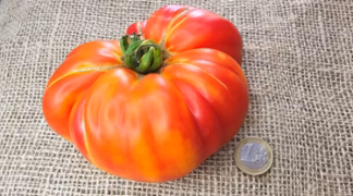 Ananastomate Bio-Saatgut