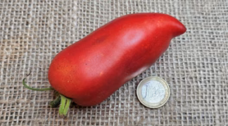 Andenhorn Bio-Pflanze