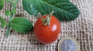 Angora Super Sweet Bio-Saatgut