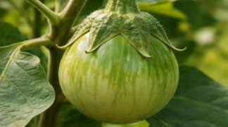 Aubergine 'Applegreen' Bio-Pflanze