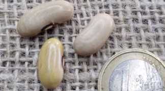 Buschbohne ’Astheimer’ Bio-Saatgut