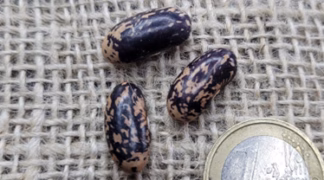 Reiserbohne ’Bamberger Blaue’ Bio-Saatgut