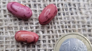 Reiserbohne ’Bamberger Rote Sauer’ Bio-Saatgut