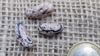 Stangenbohne ’Berner Landfrauen’ Bio-Saatgut