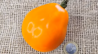 Beuteltomate aus El Salvador Bio-Saatgut