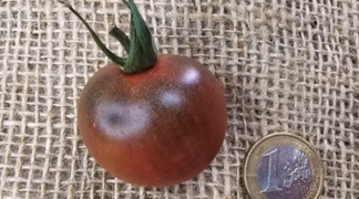 Black Cherry Bio-Saatgut