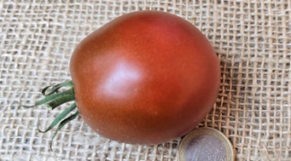 Black Pear Bio-Saatgut