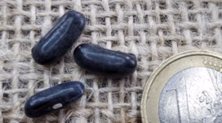 Buschbohne ’Black Pencil Pod’ Bio-Saatgut