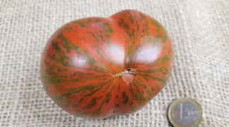 Black & Red Boar Bio-Saatgut