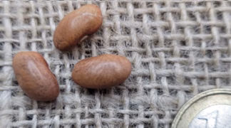 Stangenbohne ’Blauhilde’ Bio-Saatgut