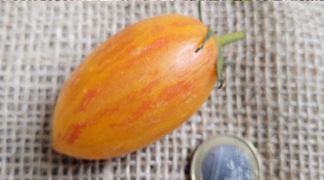 Blush Tiger Bio-Saatgut