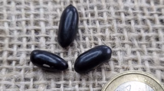 Buschbohne ’Helios’ Bio-Saatgut