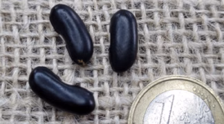 Buschbohne ’Oma Elli Schwebheim’ Bio-Saatgut