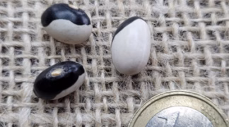 Buschbohne ’Ying Yang’ Bio-Saatgut