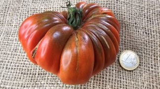 Calabash Noire Bio-Saatgut