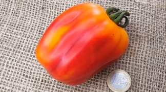 California Tulip Bio-Saatgut