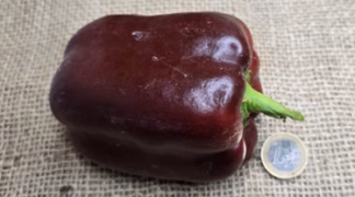 Blockpaprika 'Chocobell' Bio-Pflanze