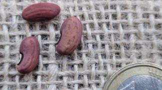 Stangenbohne | Spagettibohne ’Costo Longo’ Bio-Saatgut