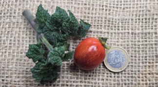 Curly Sue Bio-Saatgut