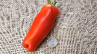 Damenfreude Bio-Saatgut