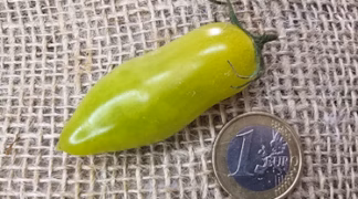 Dancing Green Fingers Bio-Saatgut