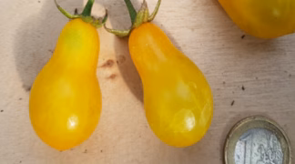 Dattelwein gelb Bio-Saatgut