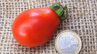 Dattelwein rot Bio-Pflanze