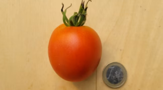 De Berao Rot Bio-Pflanze