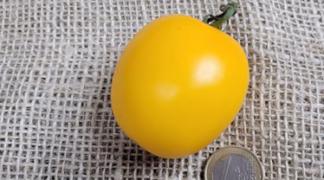 De Berao gelb Bio-Saatgut