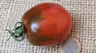 De Berao schwarz Bio-Saatgut