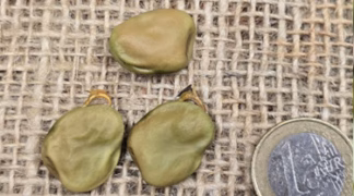 Dicke Bohne ’Crimsonia’ Bio-Saatgut