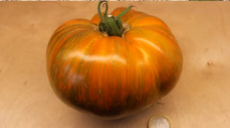 Don Tomate Bio-Saatgut