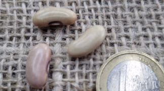 Buschbohne ’Einbohne’ Bio-Saatgut