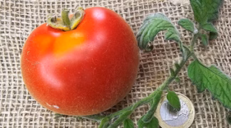 Eleberta Bio-Saatgut