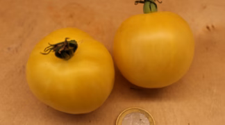 Engelstomate Bio-Saatgut