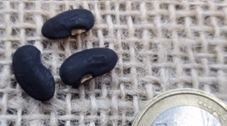 Stangenbohne | Spagettibohne ’Feijao Metro Trepar Vagrem’ Bio-Saatgut