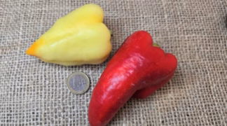 Spitzpaprika Ferenc Tender Bio-Pflanze