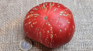 Feuerwerk Bio-Saatgut