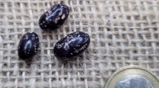 Stangenbohne ’Forellenbohne’ Bio-Saatgut