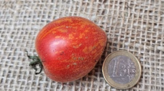 Fuzzy Wuzzy Bio-Saatgut