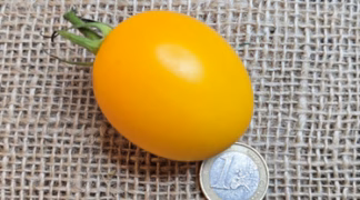 Gelbes Lämpchen Bio-Saatgut