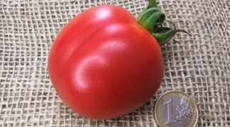 God Love Bio-Pflanze