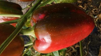 Blockpaprika 'Gomero' Bio-Pflanze