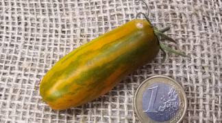 Green Sausage Bio-Saatgut